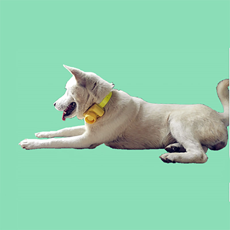 屋外防水犬の首輪,トレーニングの首輪 - Training Clicker Dog のレビューと価格